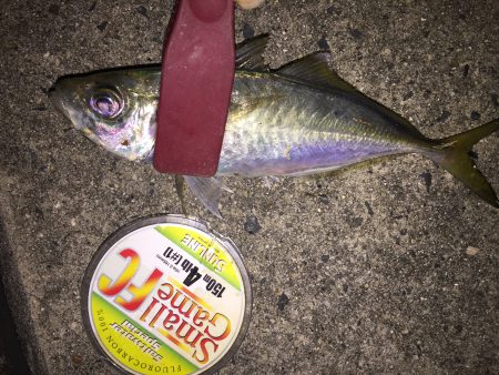 アジングは難しい・・・